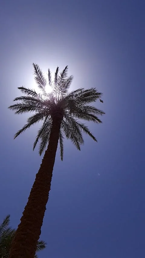 Sparrow landing on palm tree Video stock 201441106