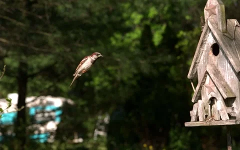 Sparrow Landing Perch with Worm 스톡 동영상 154518375
