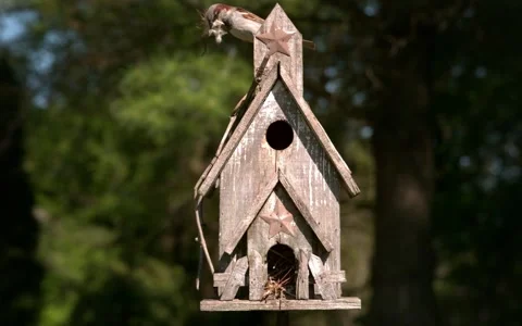 Sparrow Landing from Top with Nesting Material 스톡 동영상 154518435