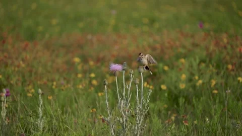 Sparrow Lands on a Thistle Vídeo Stock 246153559