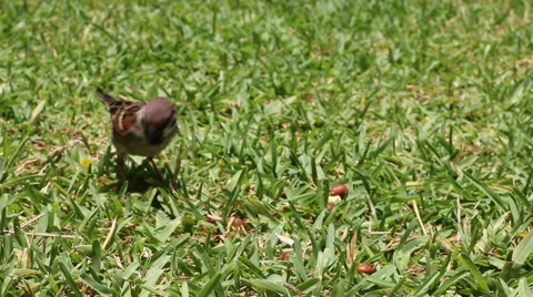 Sparrow on the Lawn Stock Footage 43177376
