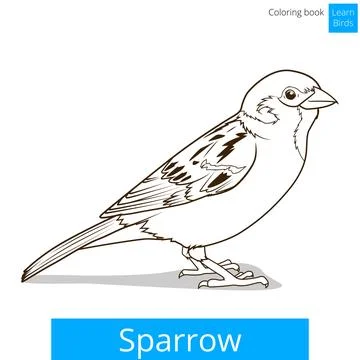 Sparrow learn birds educational game vector Stock Illustration