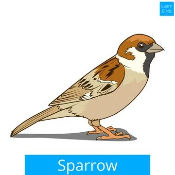 Sparrow learn birds educational game vector Stock Illustration