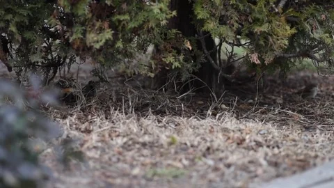 Sparrow on the leaves of bush in nature, note shallow depth of park. Stock Footage 73291157