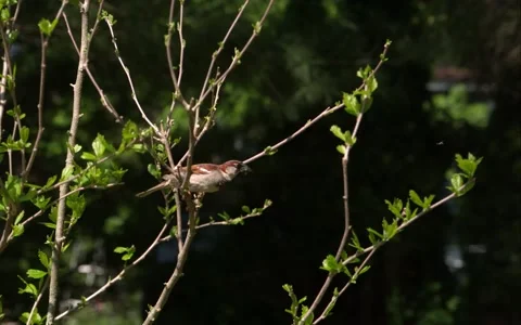 Sparrow Leaving Branch Stock Footage