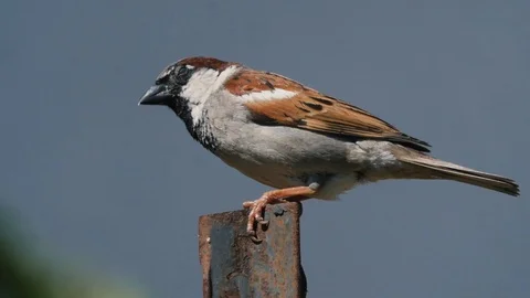 Sparrow Leaving Frame Stock Footage 86318288