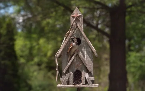 Sparrow Leaving Front from Perch 스톡 동영상 154518446