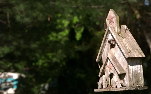 Sparrow Leaving Side Angle Belly Showing 스톡 동영상 154518465