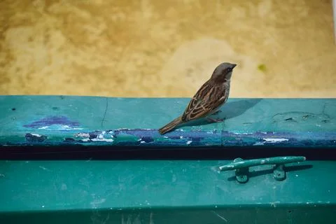 Sparrow on a Ledge Foto stock
