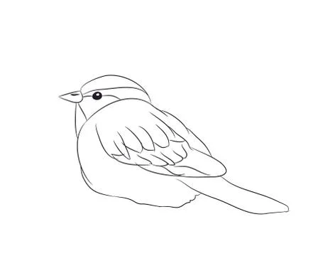 Sparrow lines, vector Illustrazione stock