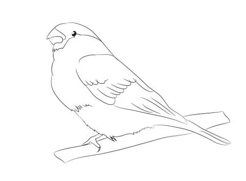 Sparrow lines, vector Stock Illustration