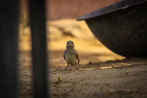 Sparrow looking for food close up Stock Photos
