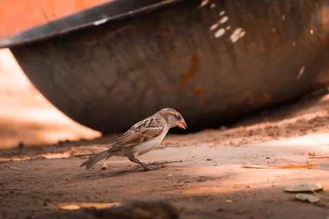 Sparrow looking for food close up Stock Photos
