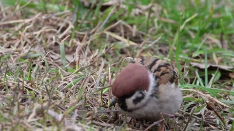 Sparrow looking for food Stock Footage 236717735