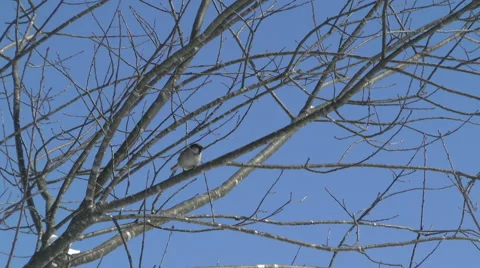 A Sparrow Looks down from Above Video stock 46995581