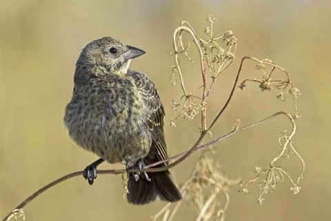 Sparrow looks to the side on a perch. Stock Photos