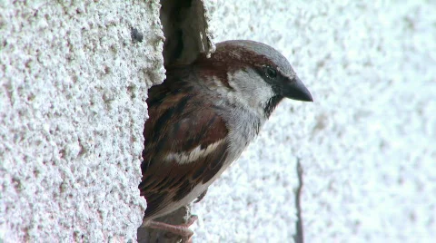 Sparrow makes a nest in a hole on the building wall Stock Footage