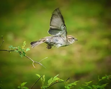 Sparrow in Mid-flight Stock Photos