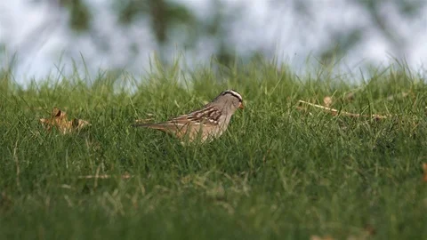 Sparrow moves through grass looking for food. Stock Footage 123445636