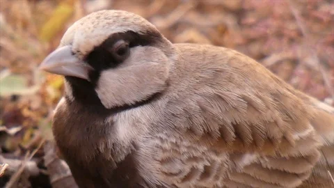 Sparrow mp4 ... Video stock 105092682