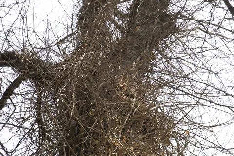 Sparrow nest in the background Stock Photos