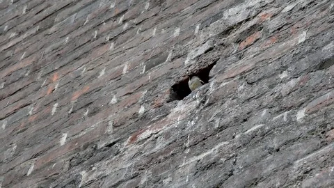 Sparrow nest on brick wall Vidéo 74440193