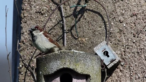 Sparrow on a nest cave at the courtship display Stock Footage 99585909
