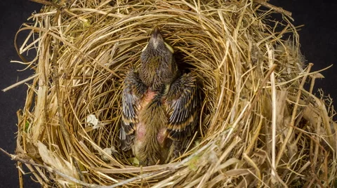 Sparrow  in the nest Video stock 53756419