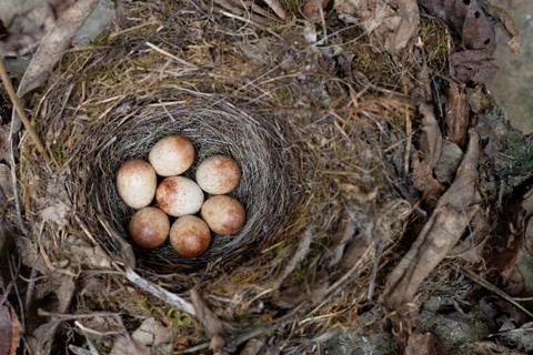 Sparrow nest Stock Photos