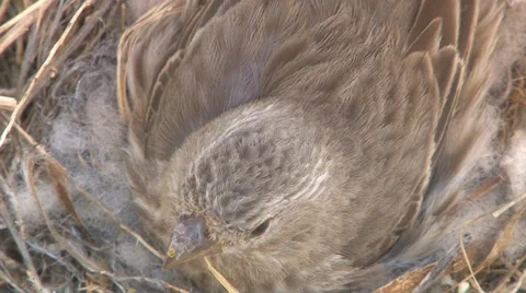 Sparrow nesting then taking flight. Stock Footage 29119640