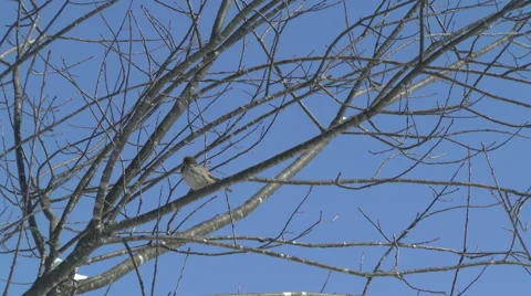 A Sparrow Observes Its Surroundings Video stock 48585320