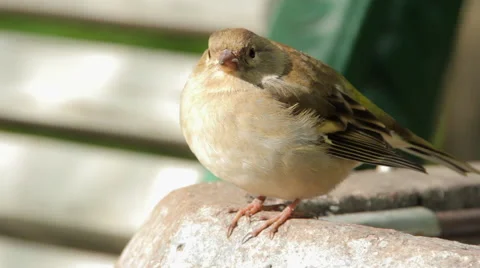 Sparrow in the park 스톡 동영상 55119986