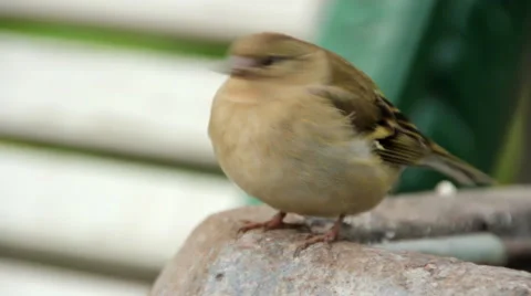 Sparrow in the park Stock-Footage 55120072