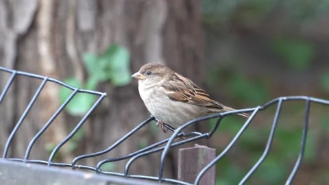 Sparrow in the park jumping from a wire Stock Footage 265527338