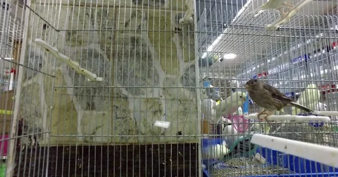 A sparrow with parrots in a cage. Stock Footage 77410843