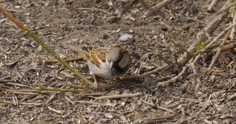 Sparrow Passer Domesticus in the city Stock Footage 304245853