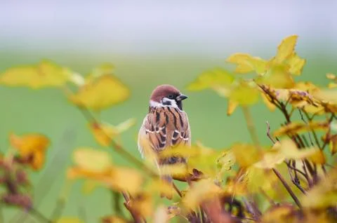 Sparrow (Passer domesticus) perching on a tree branch against green field. Be Stock Photos