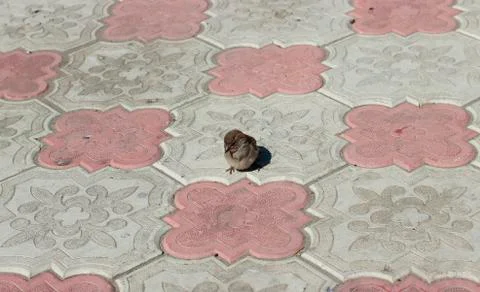 Sparrow on pavement Stock Photos