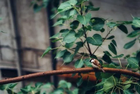 Sparrow at peace 库存照片
