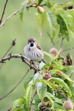 Sparrow in the peach tree Stock Photos