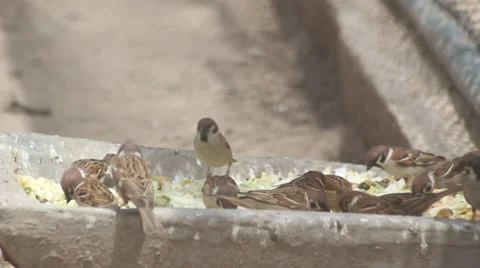 The sparrow pecking Stock Footage 38186266