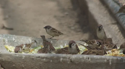 The sparrow pecking Stock Footage 38186502