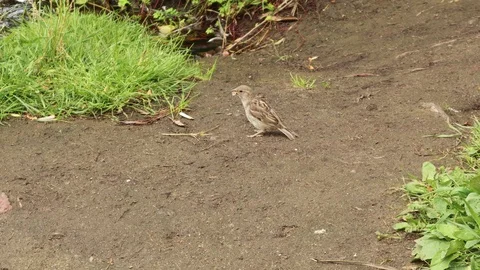 Sparrow pecking white bread crumbs on the park path Stock Footage 120285665