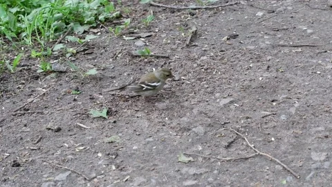The sparrow pecks at the grain. 4k Stock Footage 154700186
