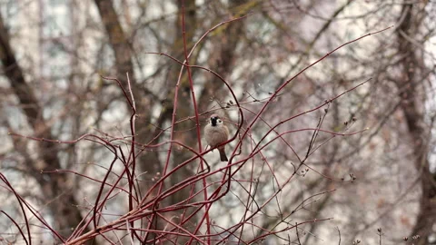 Sparrow Perched Among Bare Tree Branches in Early Spring Forest Video stock 305345600