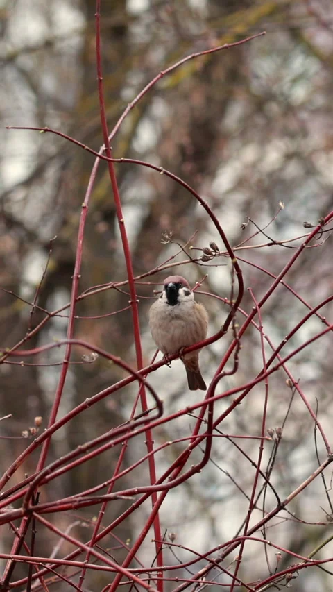 Sparrow Perched Among Bare Tree Branches in Early Spring Forest. Vertical. Stock-Footage 306188410