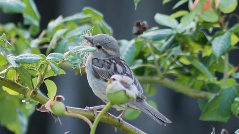 Sparrow perched among green foliage collecting material for nest constructio Video stock 342896754