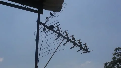 Sparrow perched on antenna Stock Footage 214194505