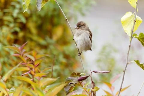 Sparrow perched on a branch Stock Photos