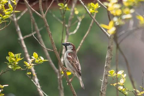 Sparrow perched on a branch of a spring background. Stock Photos